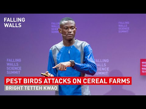 Saving Harvest: Breaking the Wall of Pest Birds Attacks on Cereal Farms | Bright Tetteh Kwao